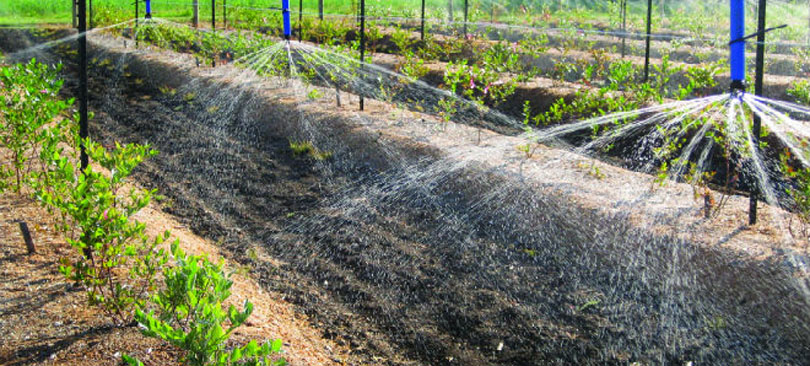 Water Soluble Fertilizers And Micronutrients